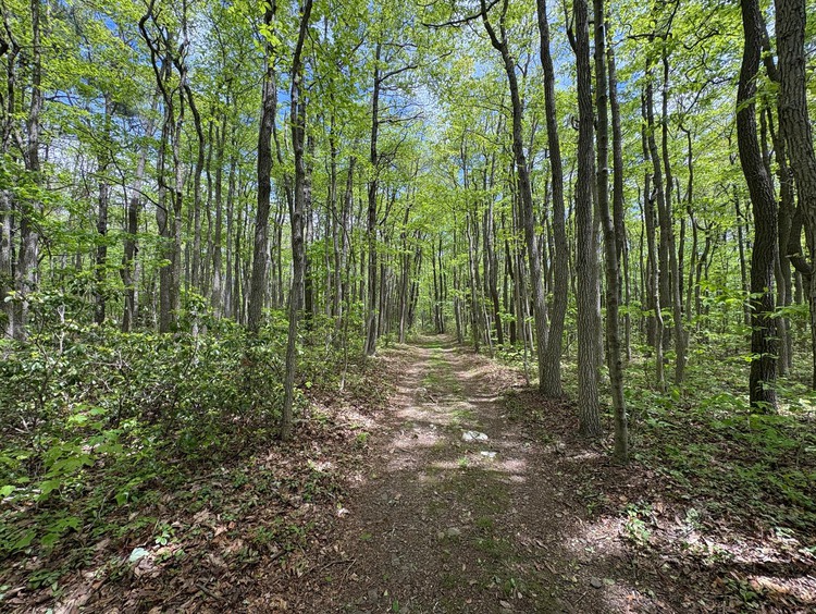 Trees on the Appalachian Trail